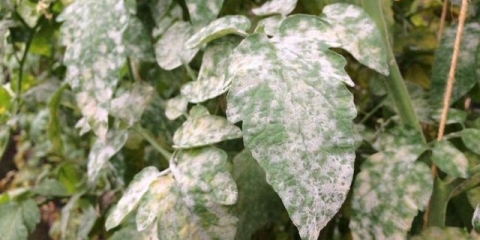 Šta učiniti ako lišće ruže pobijeli